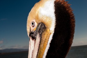 Pelican head