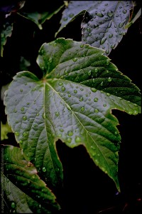 JP1222 Water Drops On Ivy (Araliaceae)