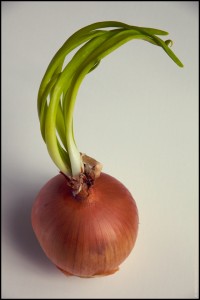 120526 The Onion