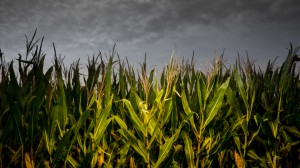 Field of Corn