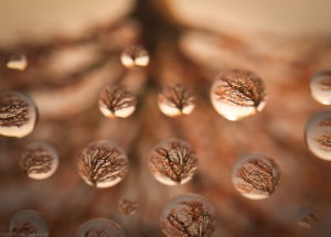 Water drops act as lenses refracting the image of a tree.