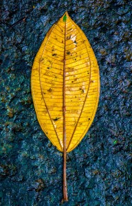Gold Leaf - ©Jeremy Green