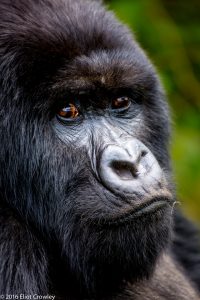 Eliot Crowley - "Mountain Gorilla, Rwanda" - 07/14/2016