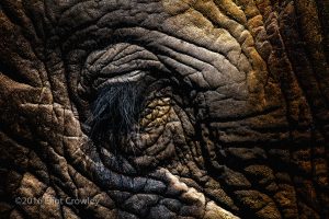 Eliot Crowley "Elephant's Eye