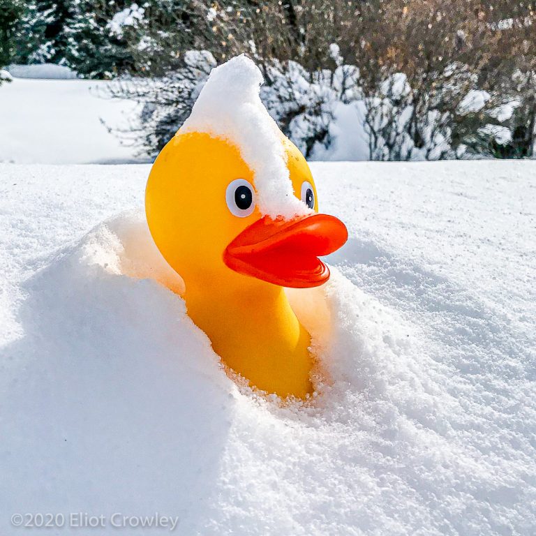 Snow Duck ‹ Daily Photo Game