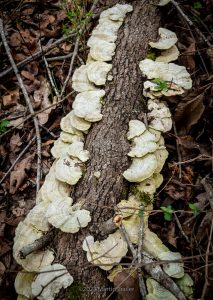 fungus on a dead tree