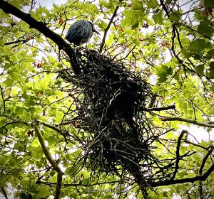 Bird over birds nest