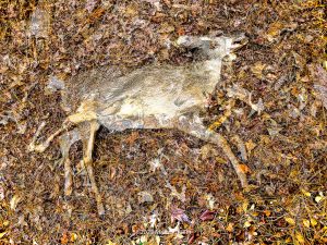 dead deer in de-comp