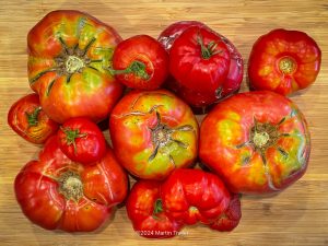 fresh garden tomatos