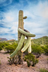 Organ Pipe Cactus