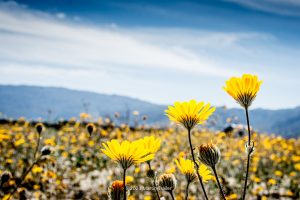 spring bloom in Borrego Springs