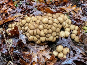 cluster of mushrooms on the floor or the forest