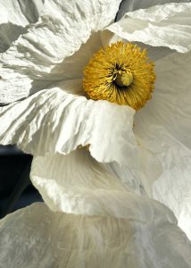 White Poppy