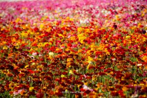 Ranunculus Field