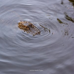 gator, water, submerged