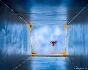 bird caught in skylight