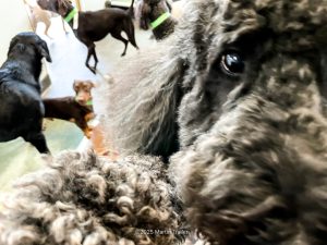 standard poodle in your face