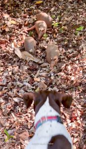 dog meets armadillos