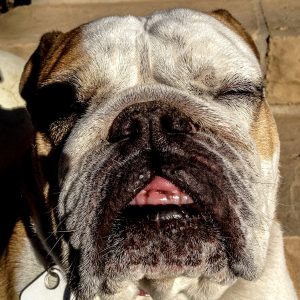 bulldog chillin'