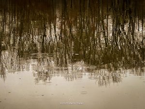lake water reflecting trees in the rain