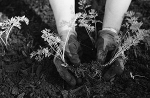 Growth and Gardening