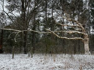 gnarly tree int he snow