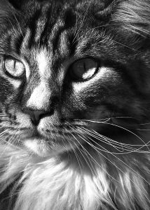 Pretty Kitty