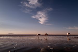 flamingos