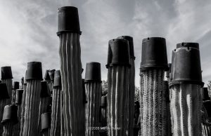 tall cactus with hats