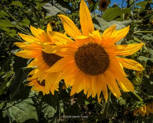 sunflowers field with 3 prominent