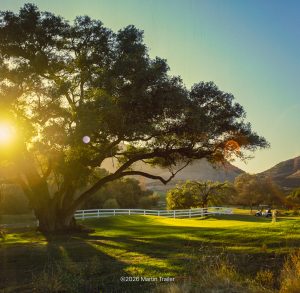 old tree on a golf course